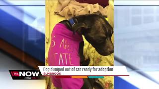Dog dumped out of car ready for adoption