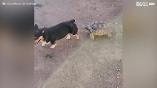 Un corgi et une tortue jouent... au loup!