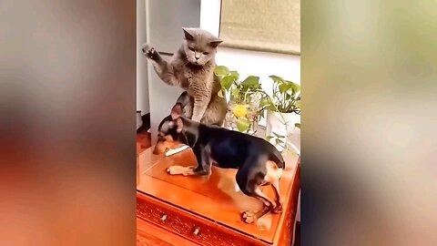 Funny video cat and Dog