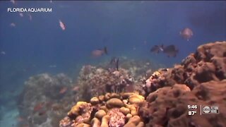 Climate change in coral reefs near Tampa