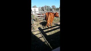 Farm Life and my cows