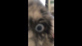 Australia Shepherd Puppy with One Ghost Eye