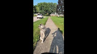 Fafner the Schnauzer does a pop-in on a bike ride.