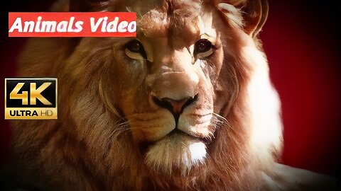 Animals Video 4K ( UHD ) जानवरों की वीडियो 4के में#trending #videos