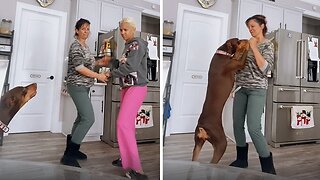 Jealous Dog Wants To Dance Too