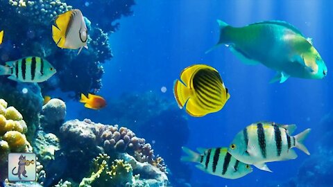 Beautiful Coral Reef Fish, Relaxing Ocean Fish, & Stunning Aquarium Relax Music
