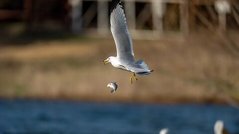 Gull Drops Its Fish, Sony A1/Sony Alpha1, 4k