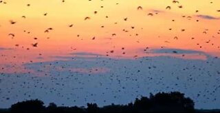 Migliaia di pipistrelli all'alba in Africa