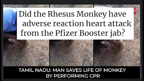 Good Samaritan Performs CPR on a Monkey That Got Myocarditis After Taking the Pfizer Booster Jab