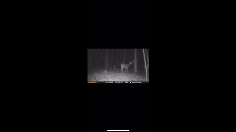Trail Cam Action