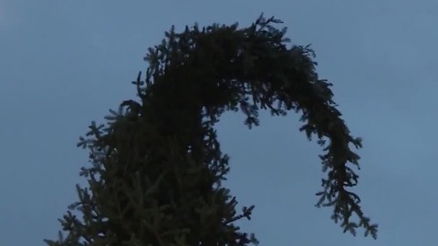 'Ugly" Christmas tree celebrates imperfection