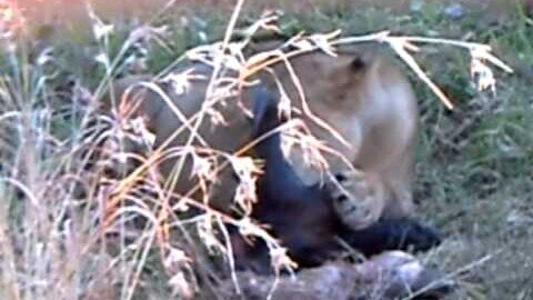 Lioness Feeding - Wildebeest Breakfast