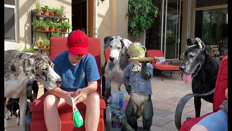 Five Funny Great Danes Love Their Friend With Snacks