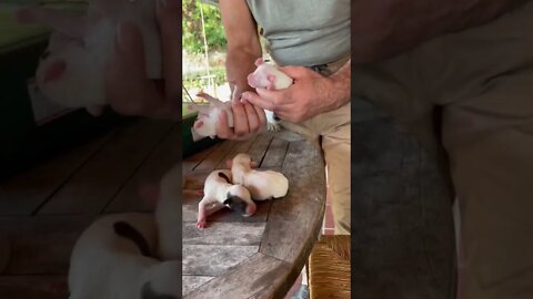 CUTIEST Just Born Jack Russell Puppies ever