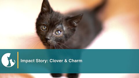 Impact Story: Clover & Charm - Alley Cat Allies