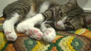 Adorable Little Cat Covers His Eyes with the Paws
