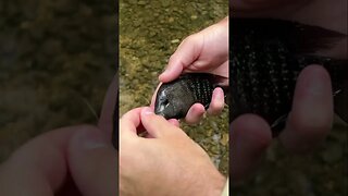 Fishing micro baits for Rio Grande Cichlids in small Texas creeks. This in ate a 1” stinger tail!