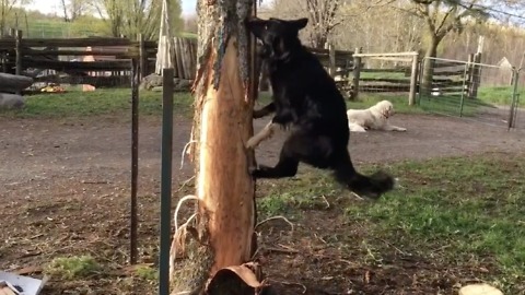 Border Collie tries to climb tree