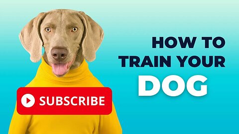 Dog Training, How to Train Your Dog, Remake