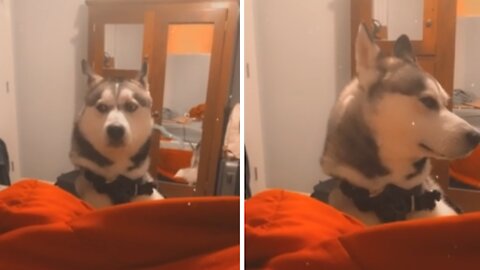 Husky is so angry at his owner, can't even look at her