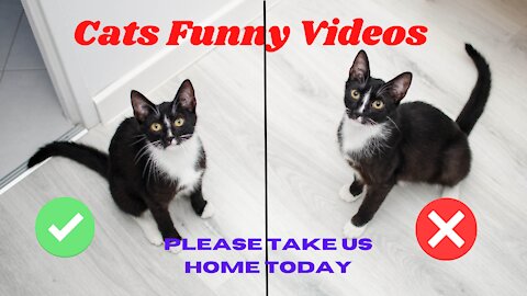 Best cute and funny cats video and dance 2021