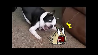 Funny Animal Videos 2023 😇 - Funniest Dogs and Cats Videos 🥰