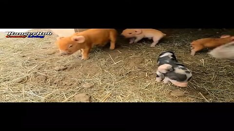 Newborn Baby Piglets