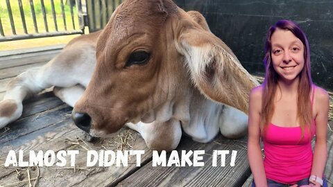 He Almost Didn't Make it! | Bottle Calf Care