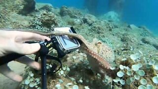 Octopus nabs diver's camera
