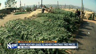 Warm weather brings higher prices for Chrismas trees