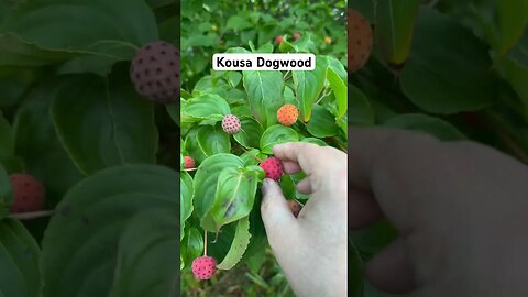 Is Kousa Dogwood edible? Yes. Always positively identify anything you think is edible first.