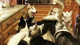 Pack of huskies learn to sit for treats