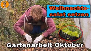 Gartenarbeit Oktober - Wintersalat auspflanzen, Tomaten ernten und Beete vorbereiten | Permakultur