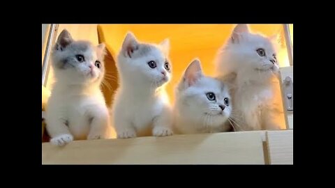 💗Cute And Funny Pets | Try Not To Laugh To These Pets Compilation #7💗 Cutest Lands