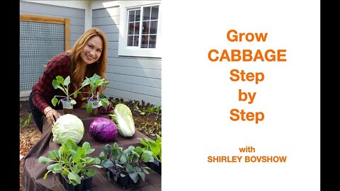 GROW CABBAGE STEP BY STEP, IT'S EASY