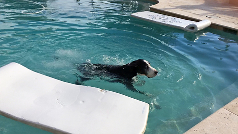 Funny Great Dane swims shakes and dries off in pillows