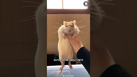 Rats 🐀 Why They Make Great Pets?
