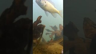 I Put a Camera on a Baited Hook