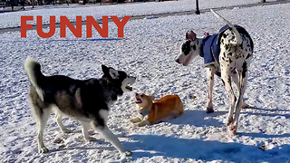 Tiny corgi tries joining big dogs for playtime