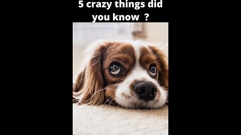 5 Facts That Will Surprise You About Dogs