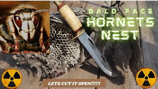 DEADLY!!!! Bald Faced Hornet nest!! ASMR Let's cut it open!!! #hornet #baldfaced #asmr