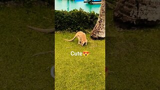 roo #shorts #short #subscribe #subscribe #youtube #youtuber #subscribers #wildlife #animals #cute