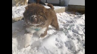 Subzero with New Puppies - Farm Update 2021