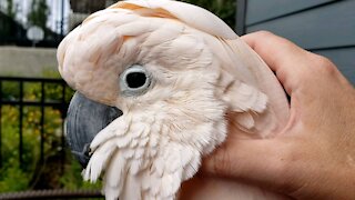 Preening on the patio