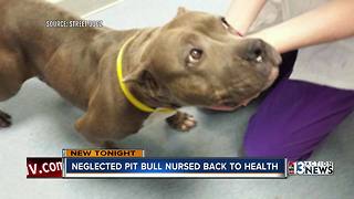 Starved pit bull serves new purpose in life helping veteran