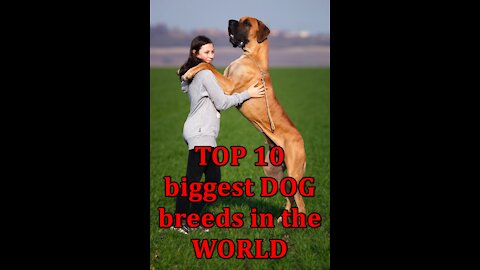 Biggest Dogs - TOP 10 Biggest Dog Breeds In The World!