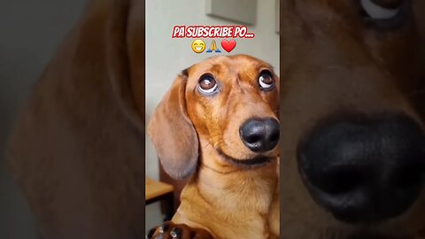 #subscribe #daschund #pets #doglover