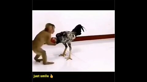 funny videos of animals