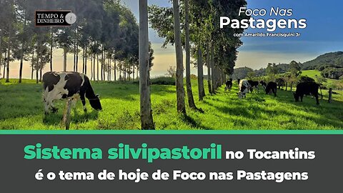 Sistema silvipastoril no Tocantins é o tema de hoje de Foco nas Pastagens