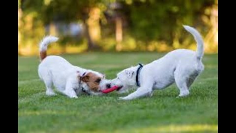 Group of dogs playing together in the park